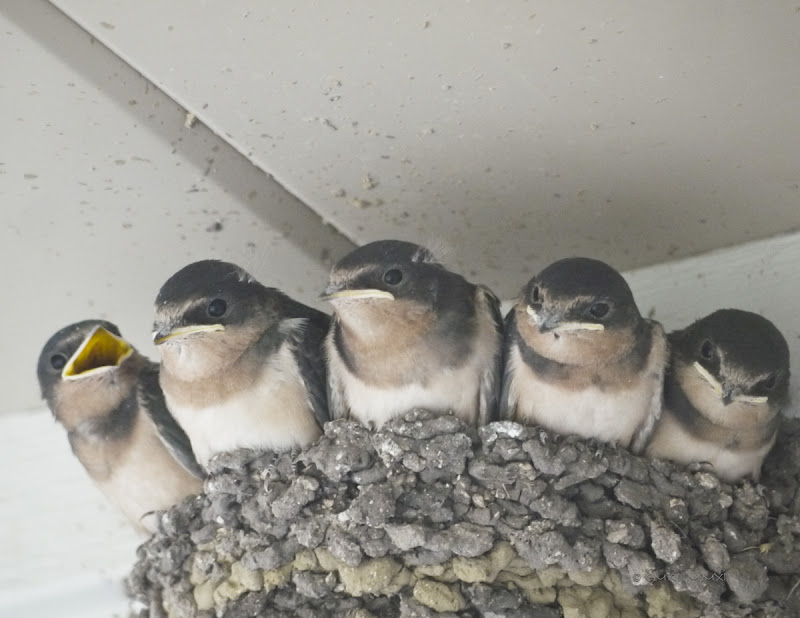 15057-gentlebirds01-lr-1060405