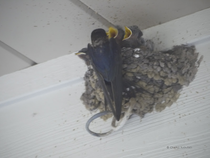 15e42-05swallows-lr-1050593