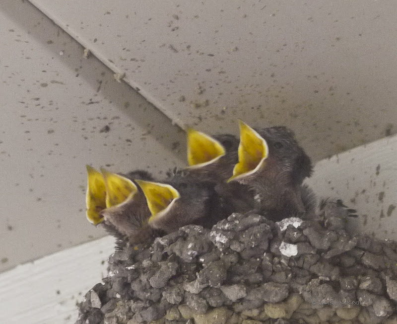 2735a-fiveswallows-lr-1050559