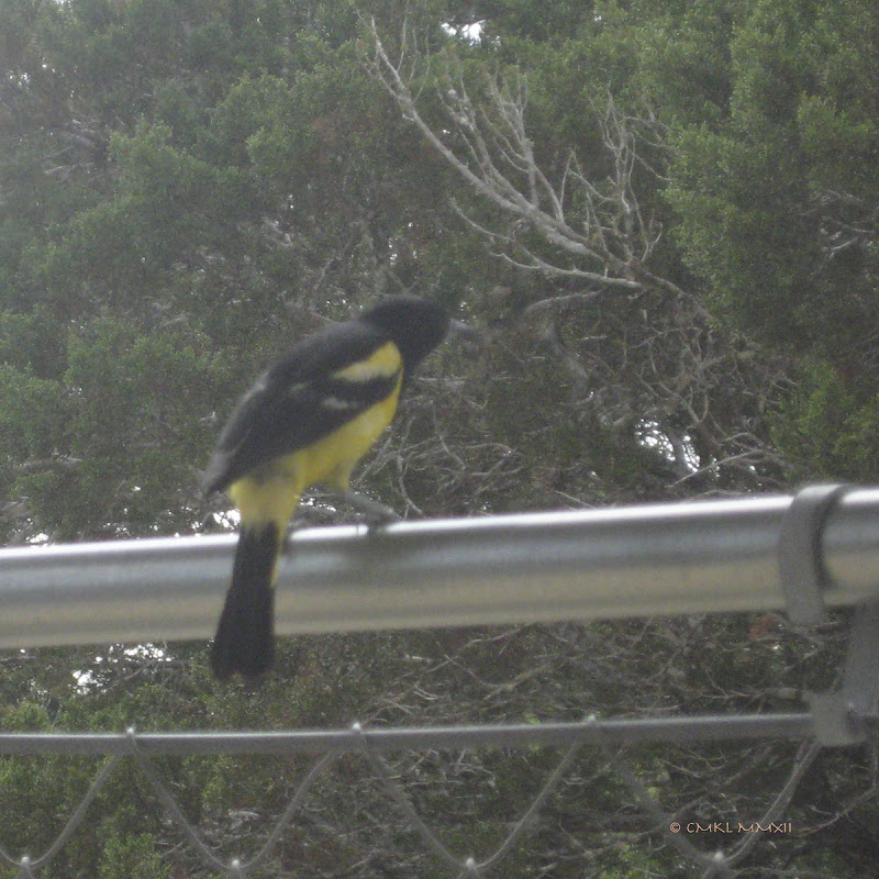 2a28f-icterussp-06-lr-2308