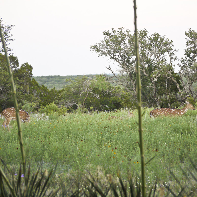 3778b-axisbaby-lr-1070152