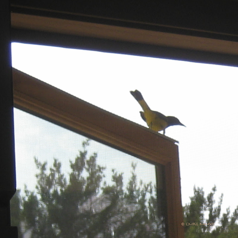 37b84-icterussp-05-lr-2307