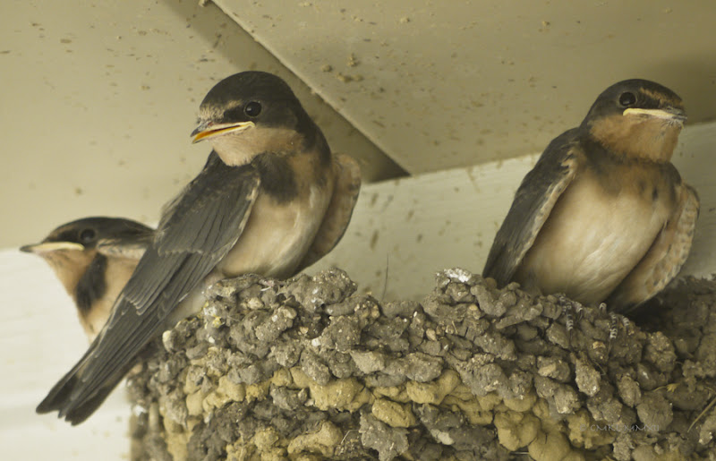 43f57-survivors01-lr-1060603