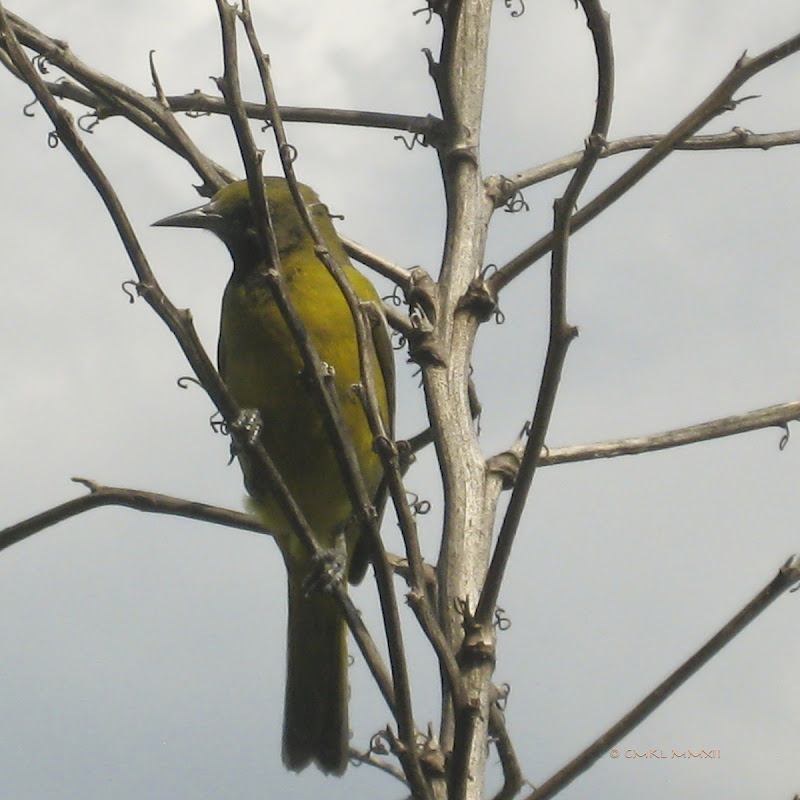 5bc85-icterussp-female02-lr-2311