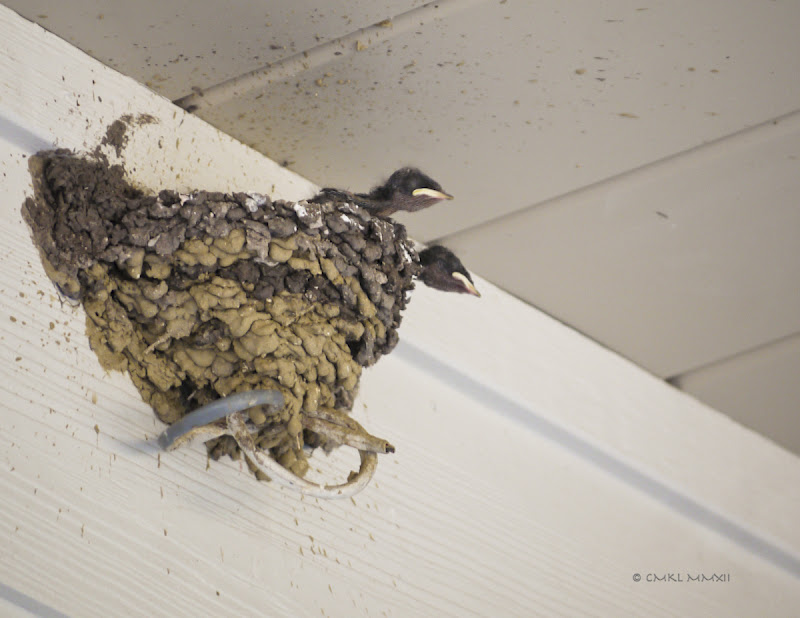 6130c-swallowhatchlings12-lr-1050408