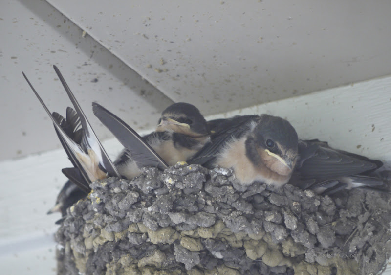 666ea-deadbirdnest01-lr-1060488