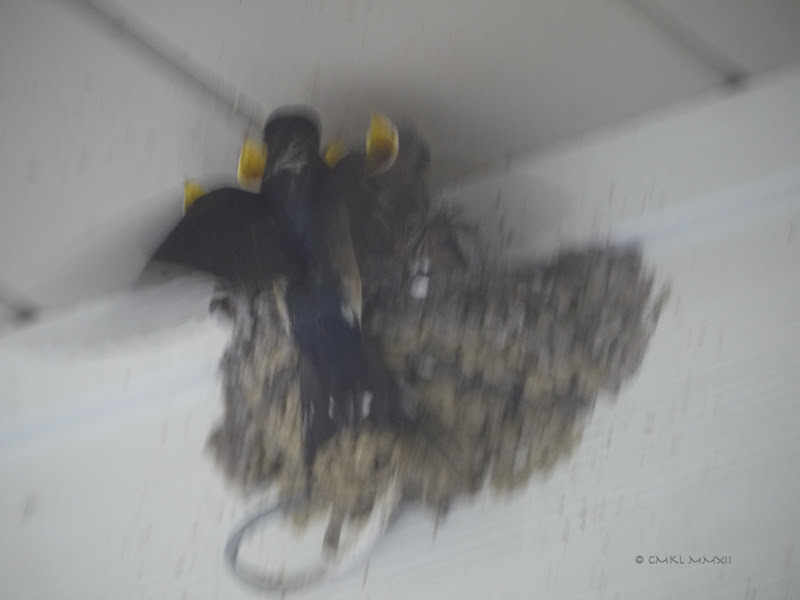 93fc7-01swallows-lr-1050589