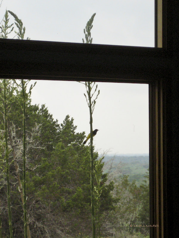 a8be9-icterussp-07-lr-2292