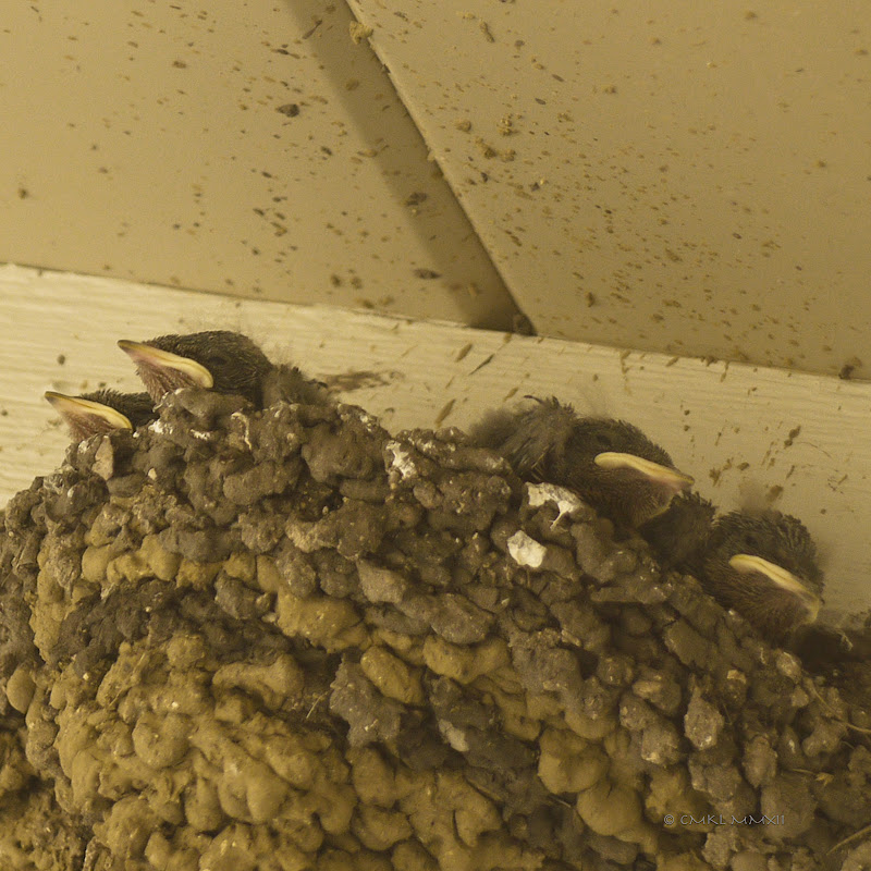 aacea-swallowhatchlings05-lr-1050464