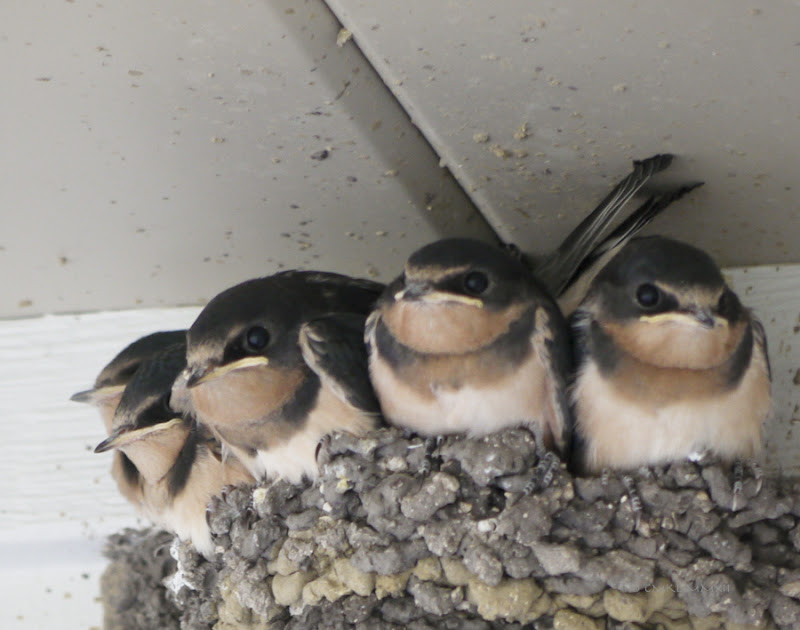 c7708-fiveagain01-lr-1060957