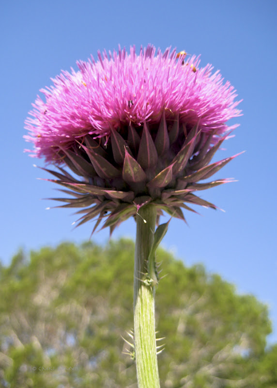 c840c-tallthistle-small-lr-2482