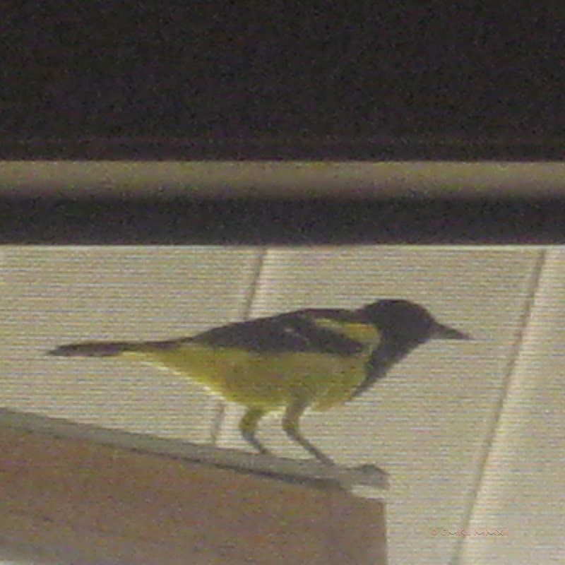 cea41-icterussp-07-lr-2309