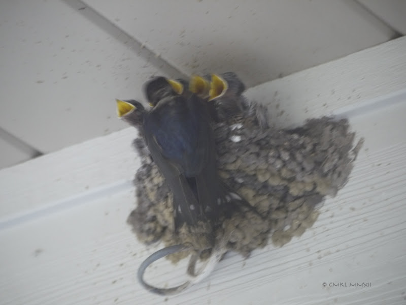 ddee4-02swallows-lr-1050590