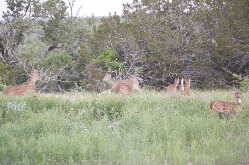 e41e5-axisrunning-lr-1070157