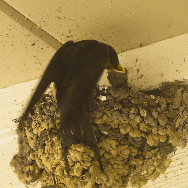 ee177-swallowhatchlings10-b-lr-1050434