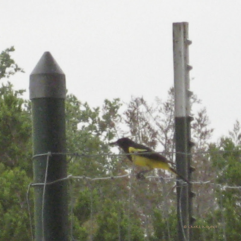 efa25-icterussp-08-lr-2293