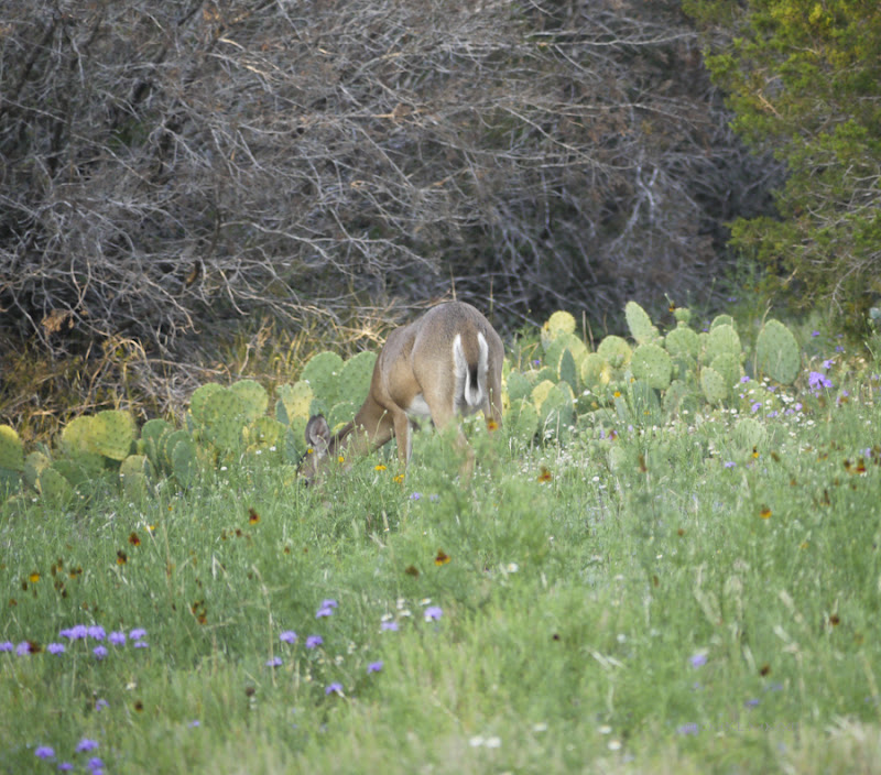 f4961-evenngdoe-1070146