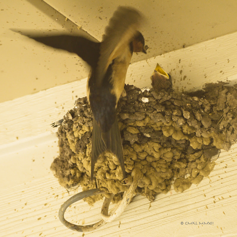 f6237-swallowhatchlings09-a-lr-1050433