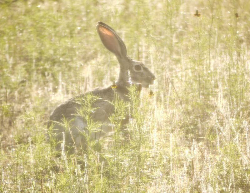 fefe6-lagomorph01-small-lr-1060965