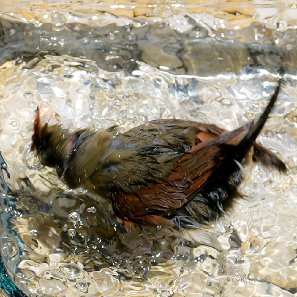 10434-cardinal-female-04-lr-1080260