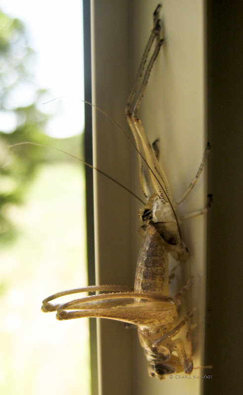 81617-katy02-lr-2795