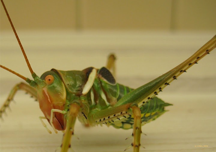 ab920-tettigoniidae09