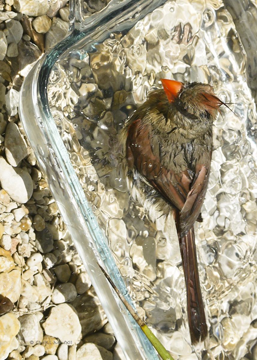 b3bea-cardinal-female-05-lr-1080261