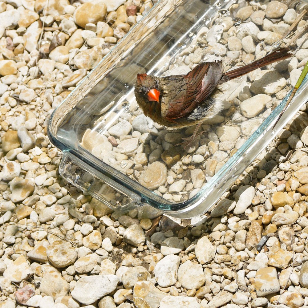 b5755-cardinal-female-03-lr-1080256