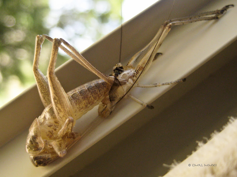 bd91e-katy01-lr-2790