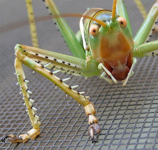 f0032-tettigoniidae11