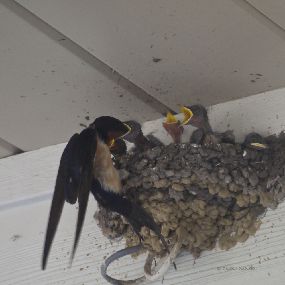 00433-2ndclutch-03-lr-1080210