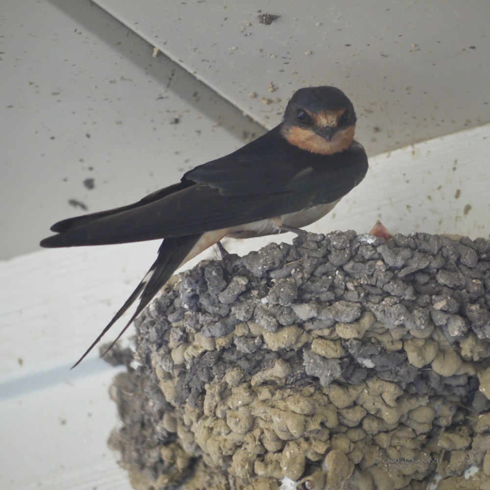 1b3f3-2ndclutch-01-lr-1080012