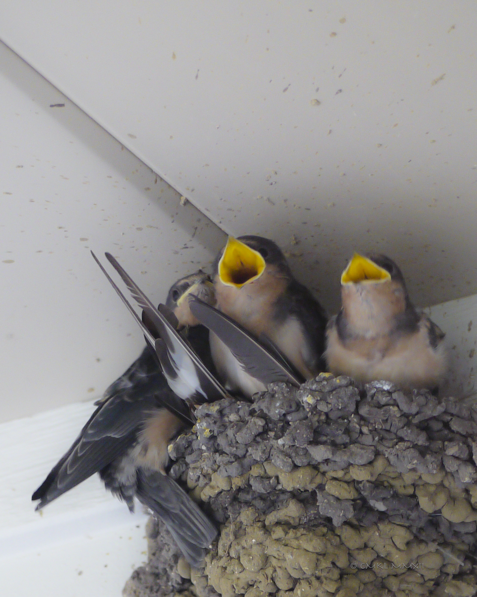 26c3f-deaddad-02-lr-1060539