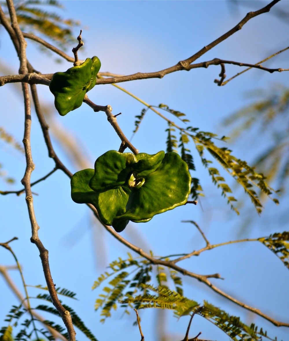 5de86-pod-green-p1040950