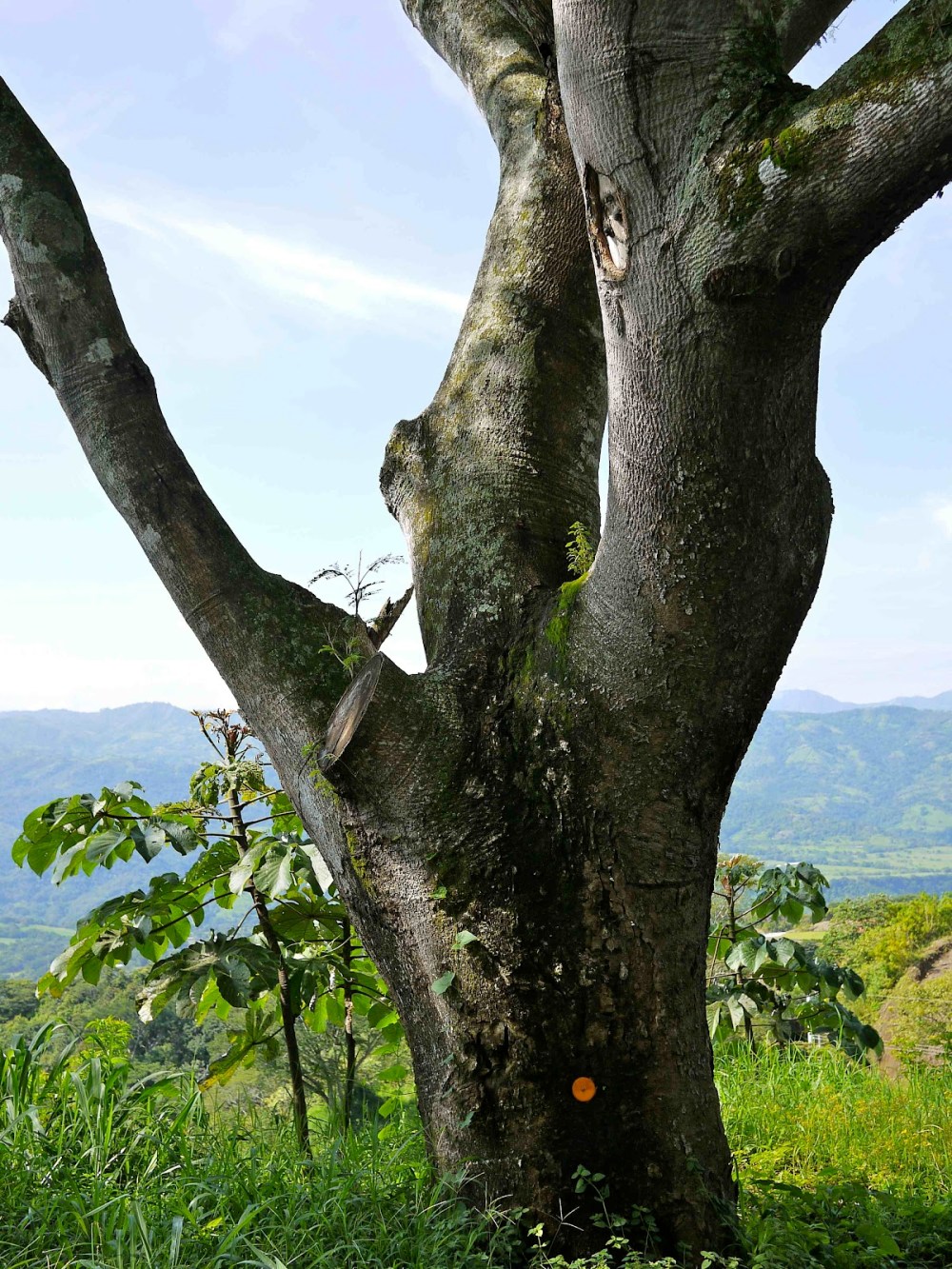 93b0b-guanacaste-trunk-p1020792