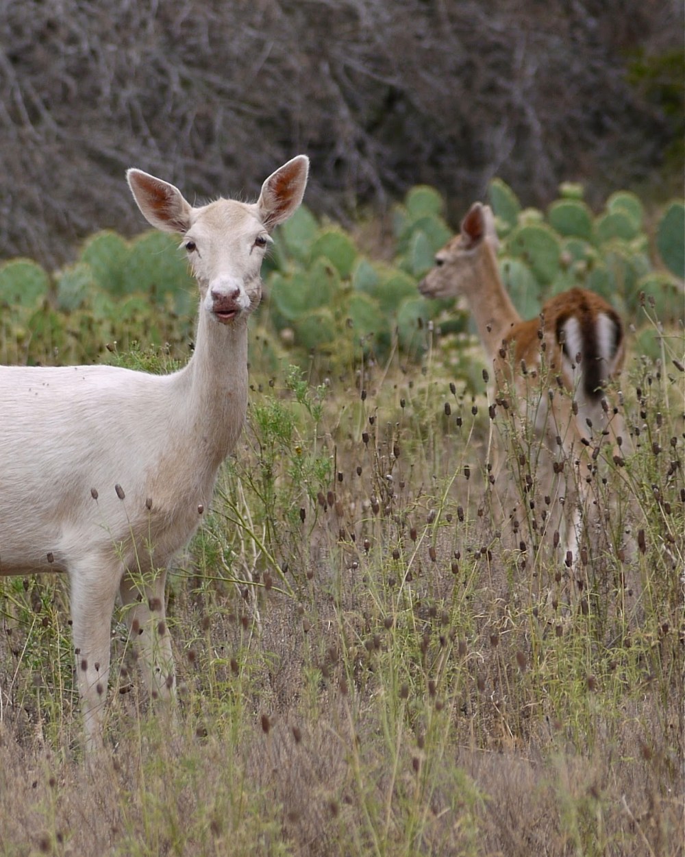 98b74-fallowfawn04-p1090694-small