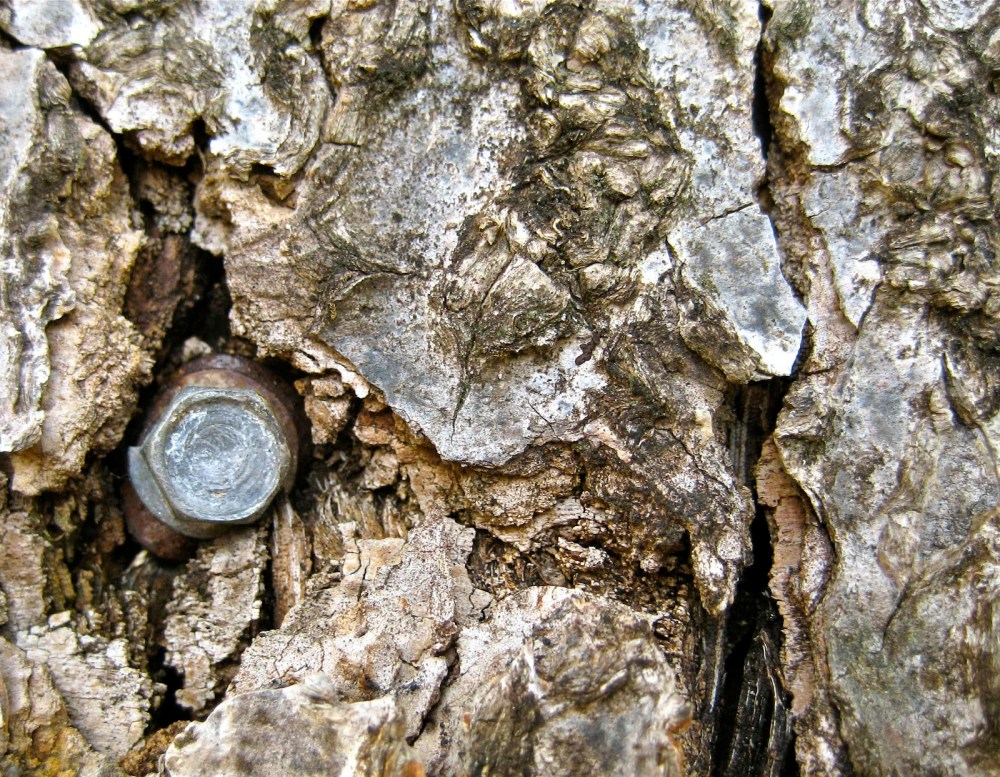 a22c4-g-bark-screw_7873