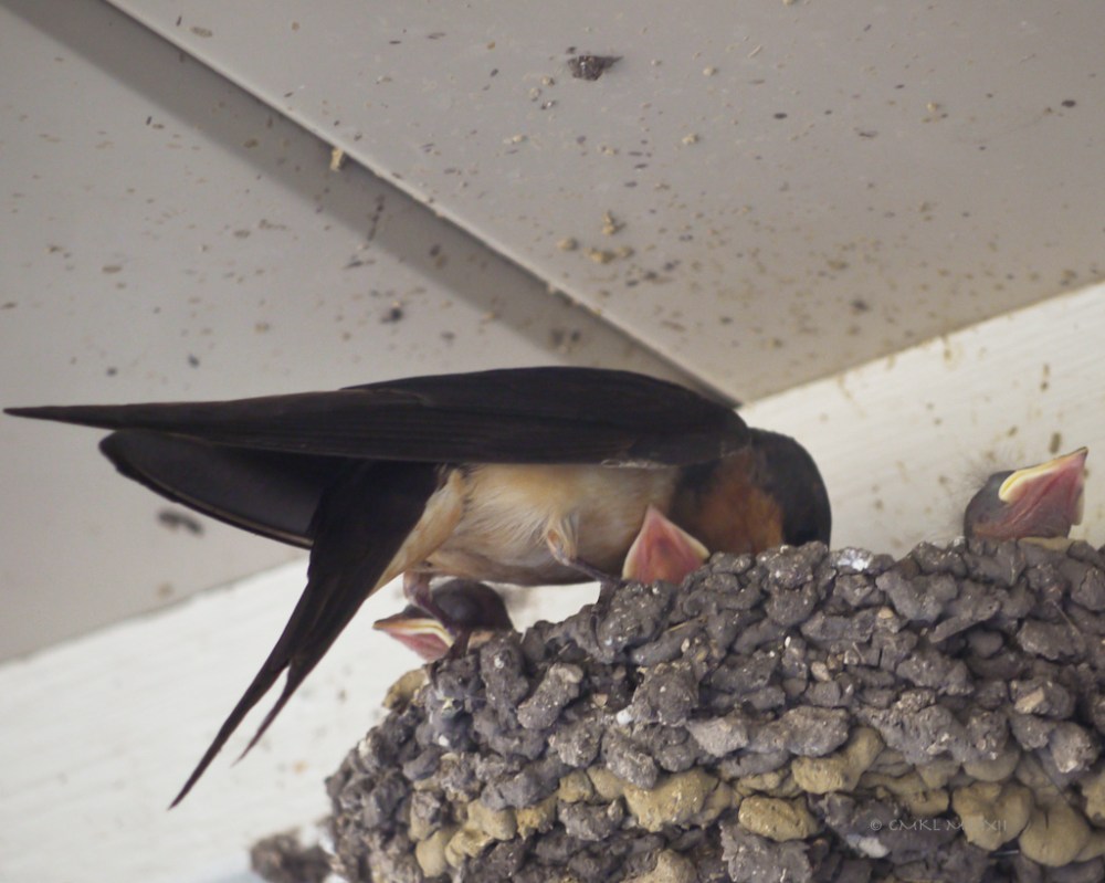 b8adc-2ndclutch-02-lr-1080089