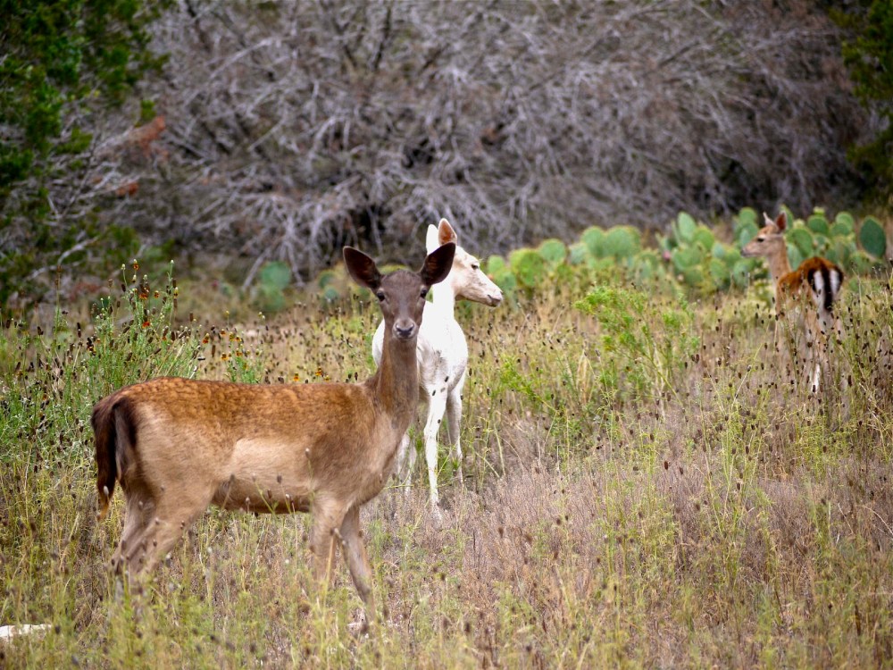 f2440-fallowfawn03-p1090686-small