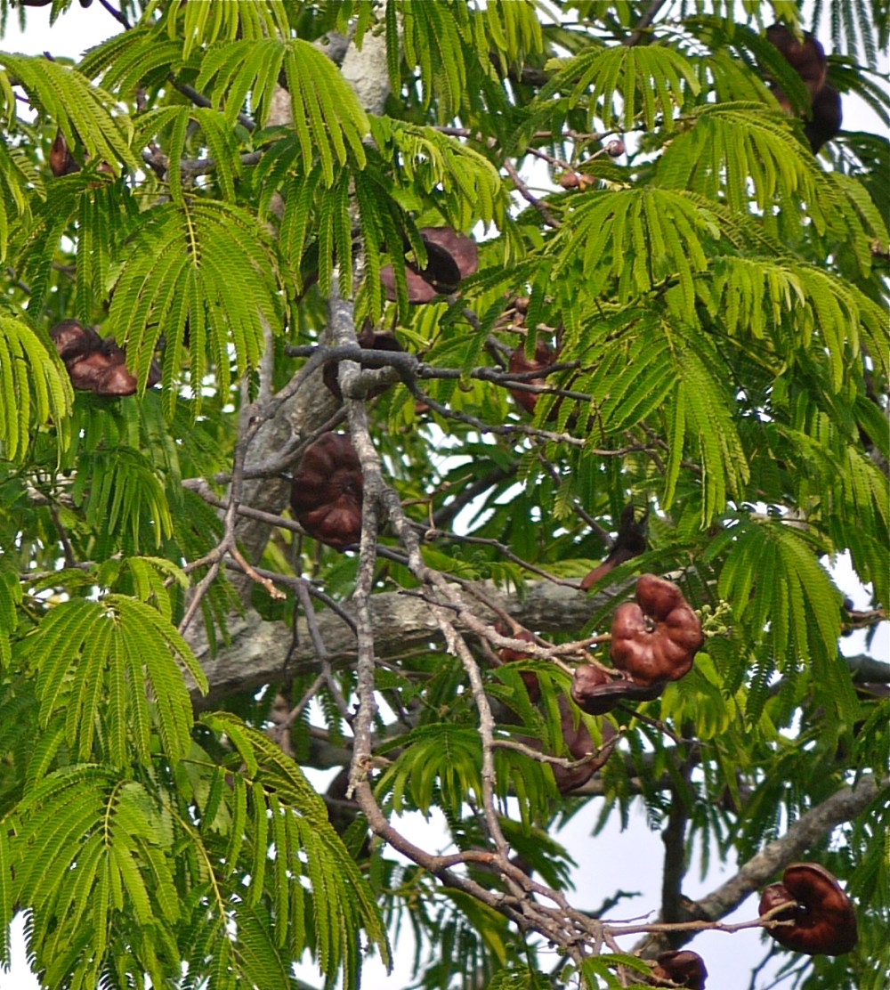 f4749-guanacaste-april-p1030837_2