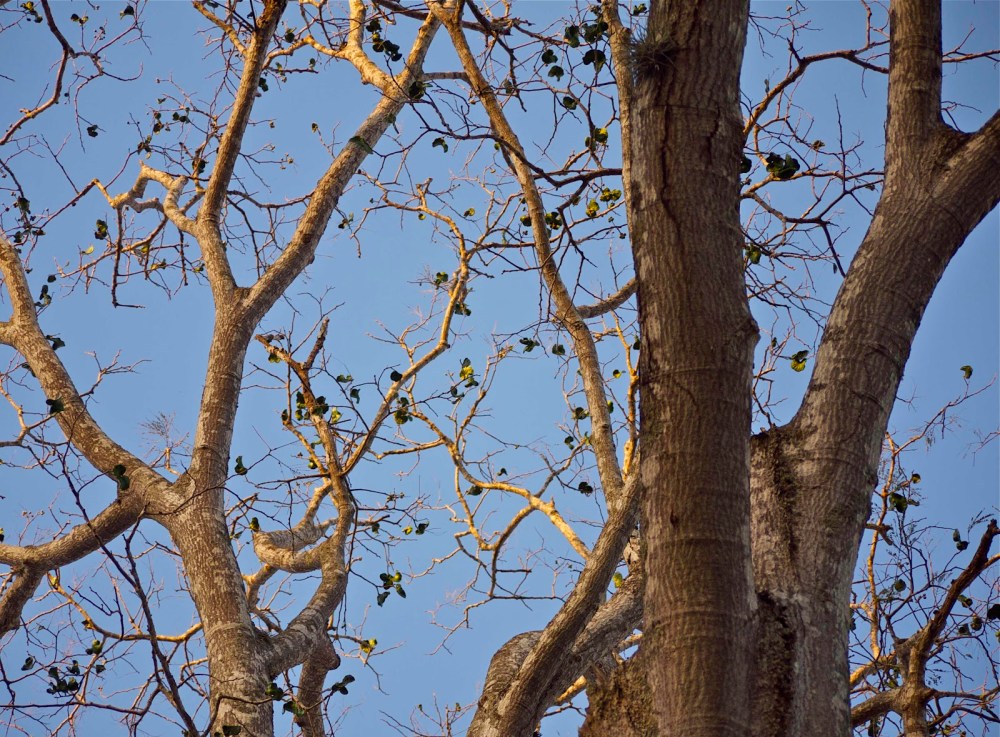 f9b60-guanacaste-jan-p1040926