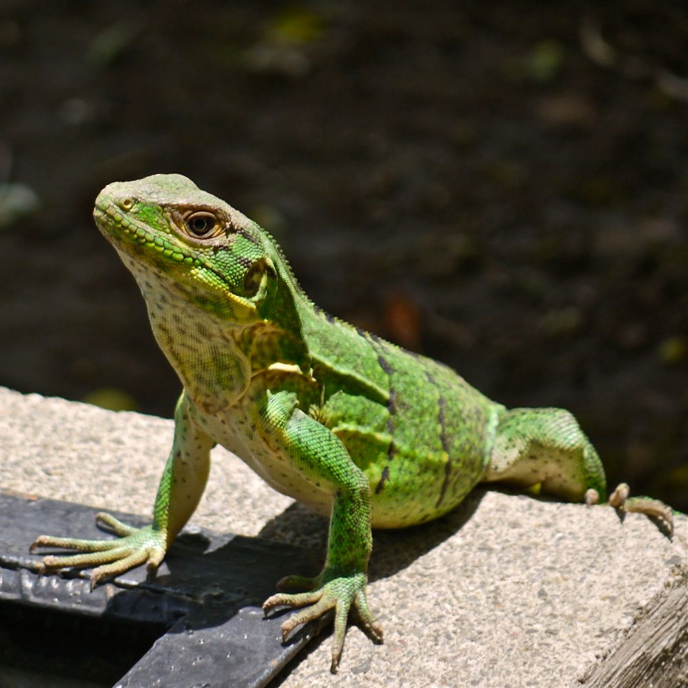 52346-12-flippingaround