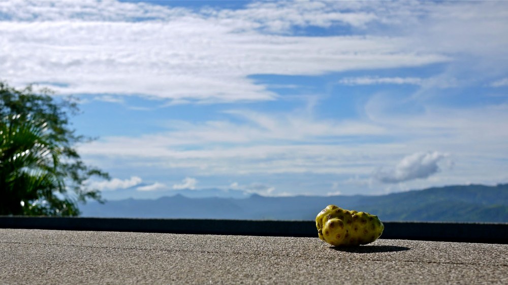 7ea34-noni04-p1140059