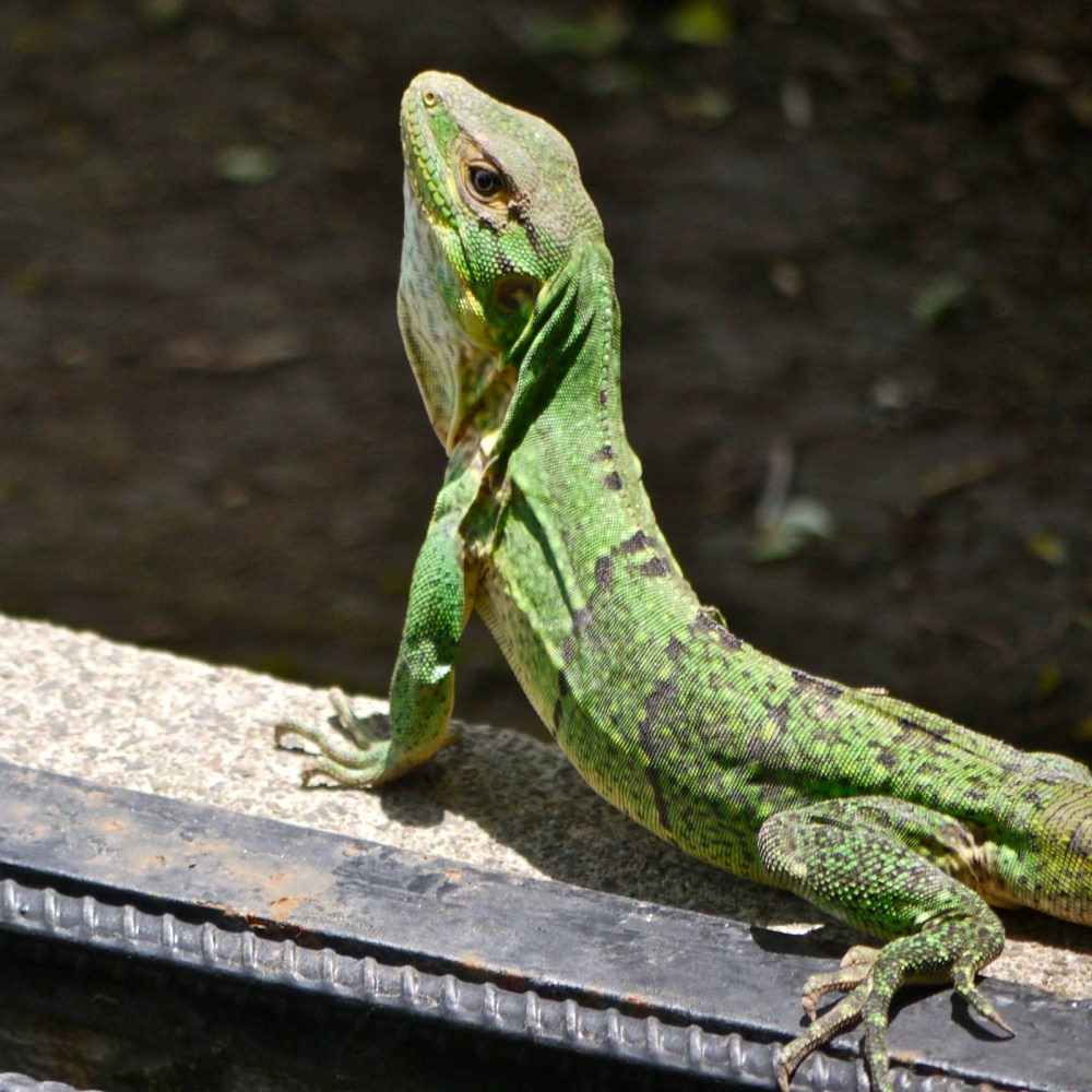 c4cce-13-broadsidebob