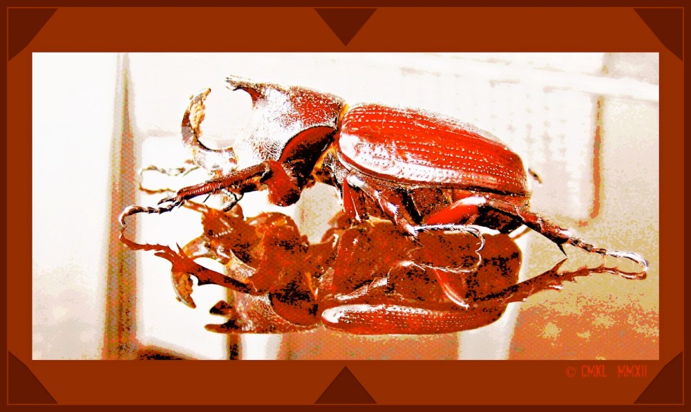 c9a42-nashornkacc88fer01_3948-small