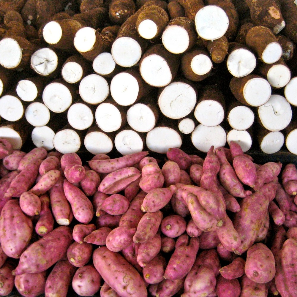 88033-cassavacamote_4051