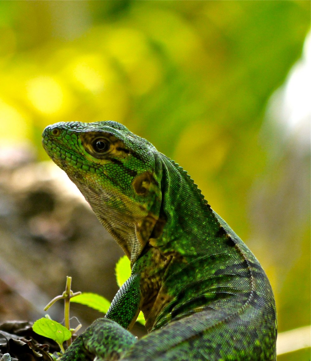 eeaa3-babydragon-oct-p1140087-small