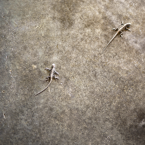 24ebb-lizzard-05-lr-1150693