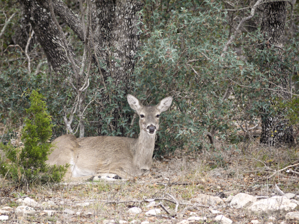 3b79c-wt-t-doe-lr-1150747