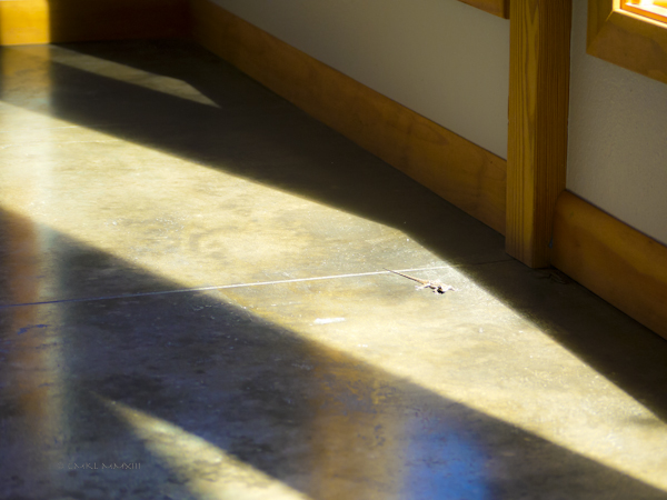 40240-lizzard-01-lr-1150661